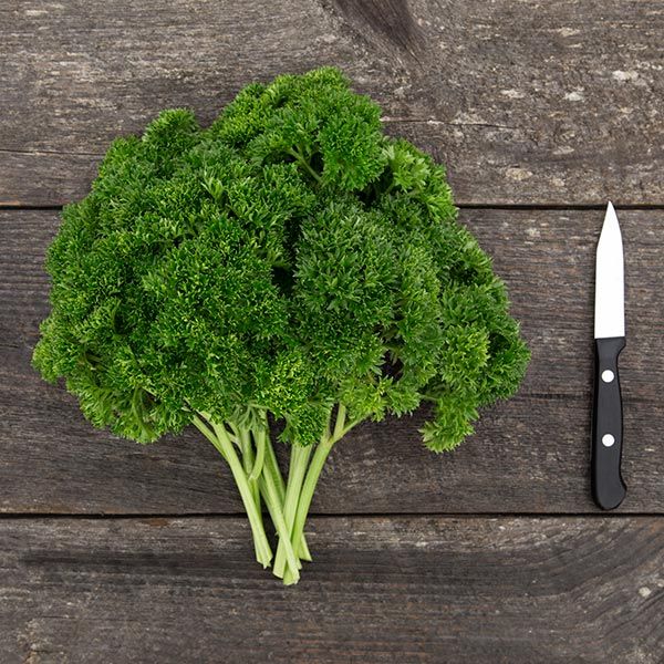 PARSLEY 'Grune Perle' --Petroselinum crispum--