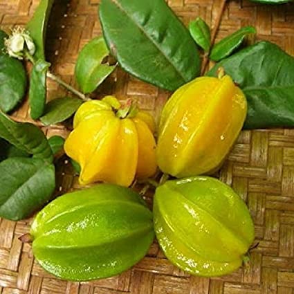 STAR CHERRY --Eugenia selloi--