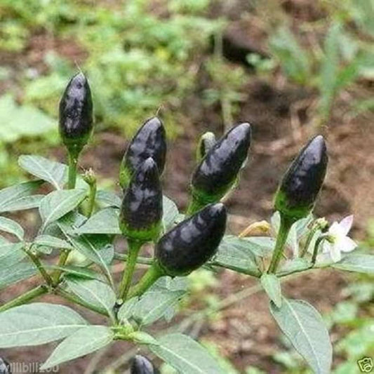 PEPPER 'Black Chile Pequin'