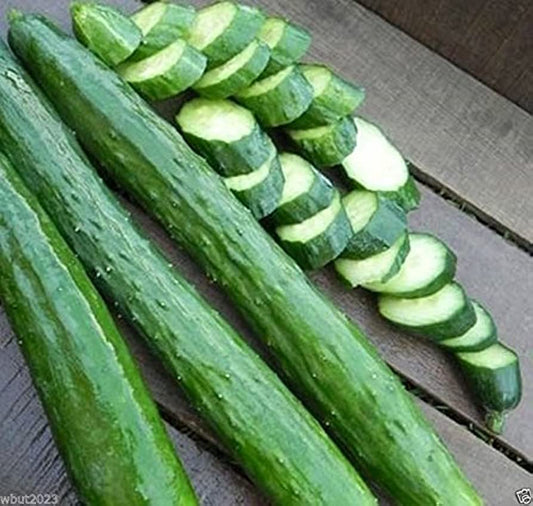 CUCUMBER 'Sooyow Nishiki'