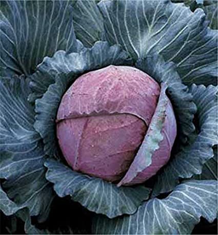CABBAGE 'Tete Noire'