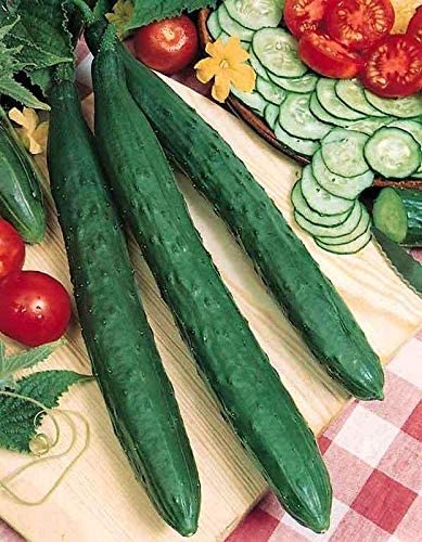 china jade cucumber plant CUCUMBER 'China Jade'