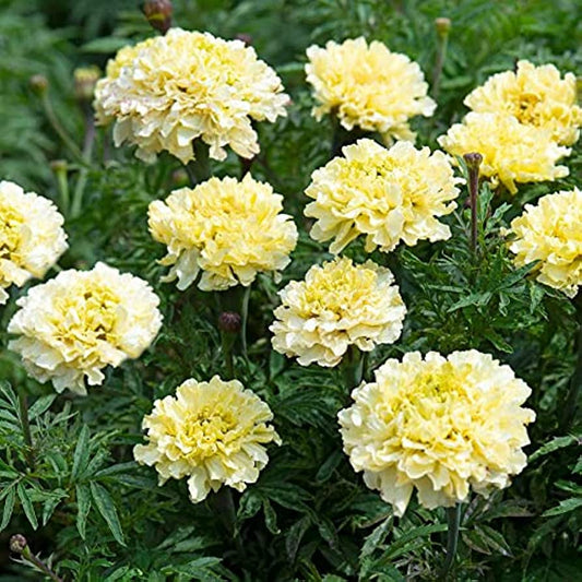 MARIGOLD 'Sugar and Spice'