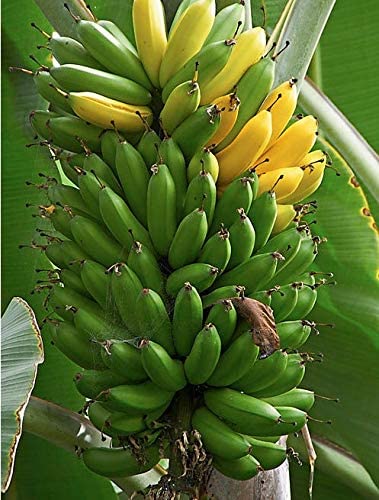BANANA 'Known Source' --Musa x.--