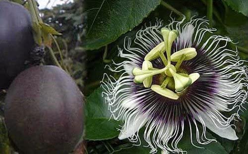 passion flower seeds edible PASSIONFLOWER 'Purple Fruit Edible' --Passiflora eduli
