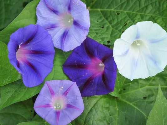 MORNING GLORY 'Hazelwood Blues'