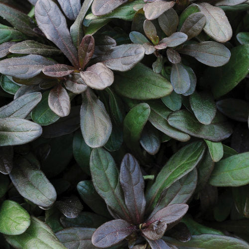 Ajuga Reptans --Chocolate Chip Bugleweed--