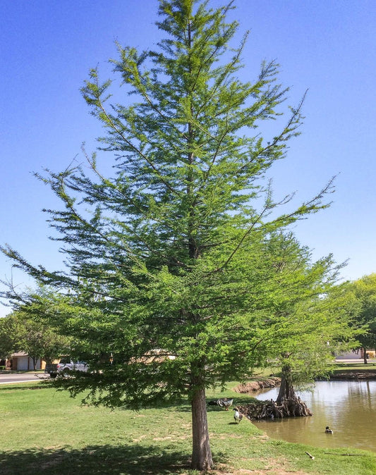 Taxodium distichum --Bald Cypress--
