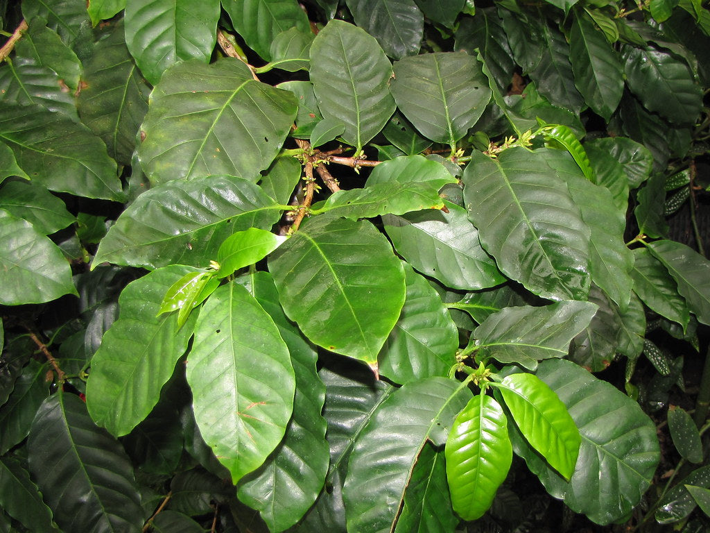 COFFEE BUSH --Coffea arabica--