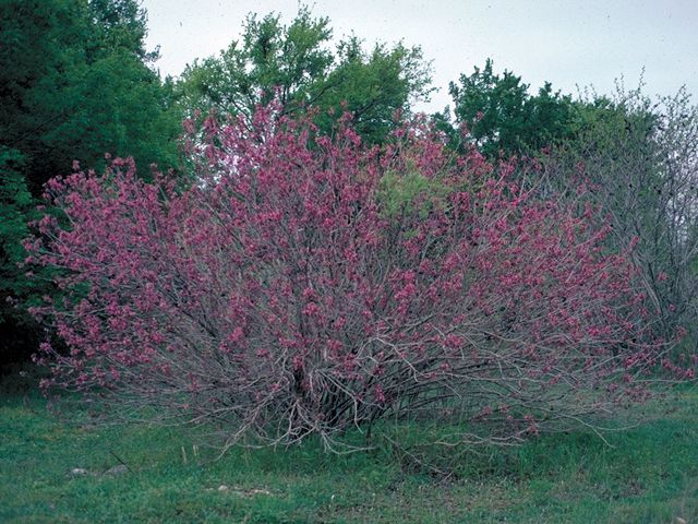 Ungnadia speciosa --Mexican Buckeye--