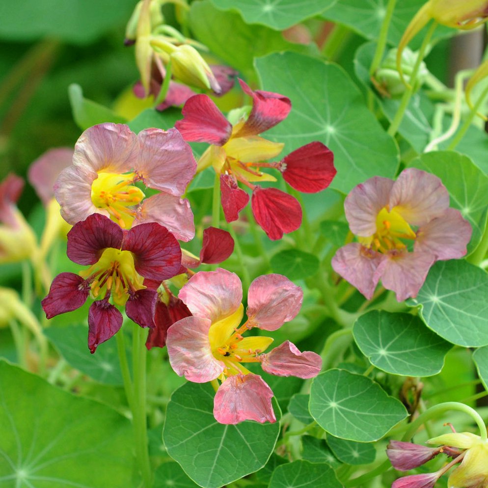 NASTURTIUM 'Purple Emperor' --Tropaeolum majus--