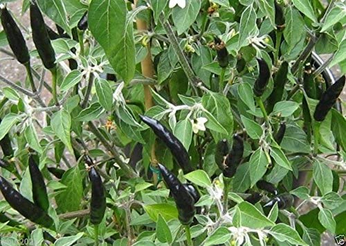 PEPPER 'Black Cobra'