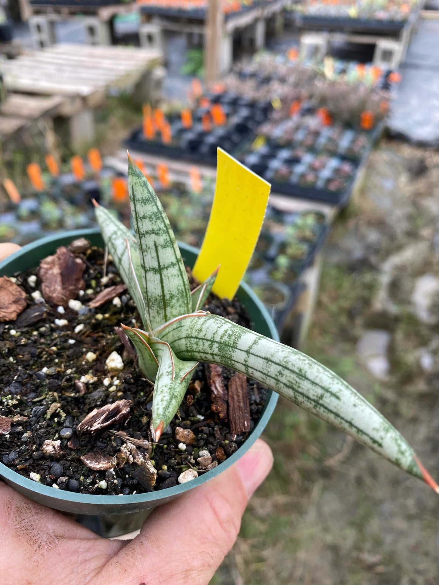 Sansevieria ballyi 'Minnie' --Rauh's Kenya Snake Plant--