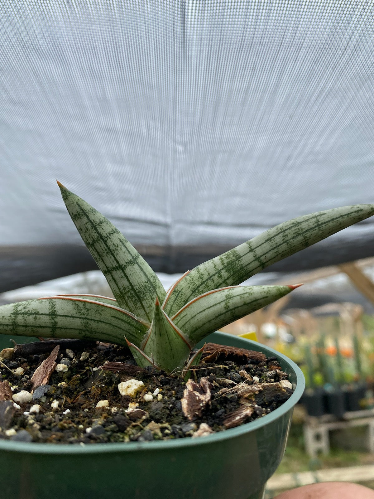 Sansevieria ballyi 'Minnie' --Rauh's Kenya Snake Plant--