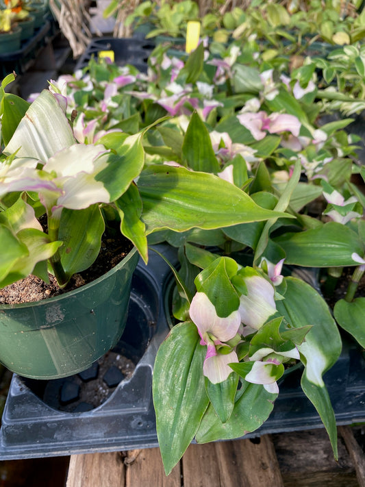 Tradescantia fluminensis --Maiden's Blush Wandering Jay--