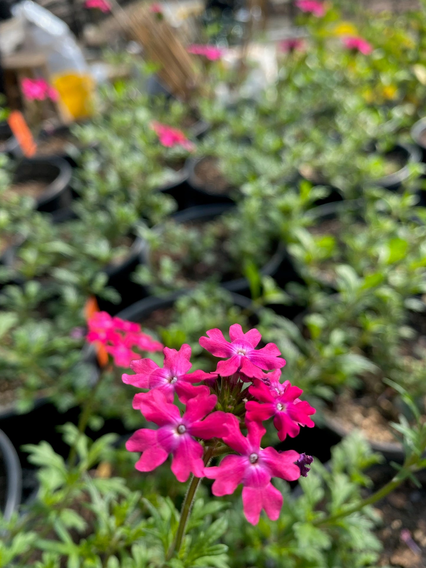 Verbena peruviana --Pink Verbena--