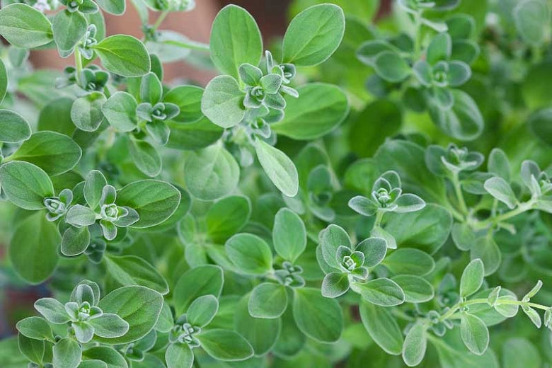 MARJORAM 'Sweet' --Origanum majorana--