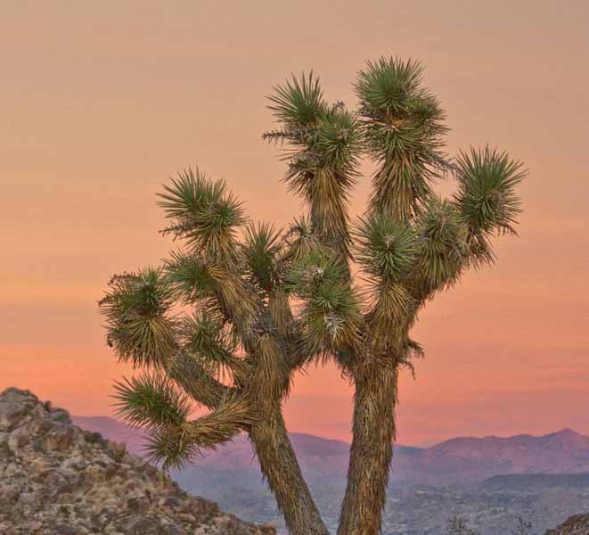 Yucca brevifolia --Joshua Tree--