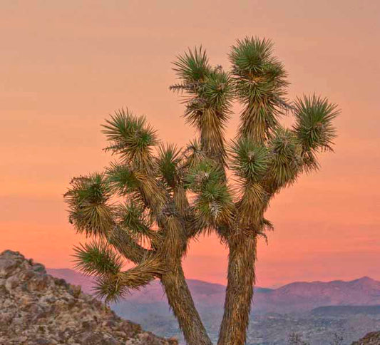 Yucca brevifolia --Joshua Tree--