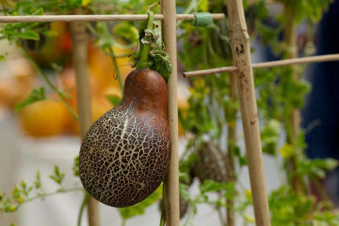CUCUMBER 'Sikkim'