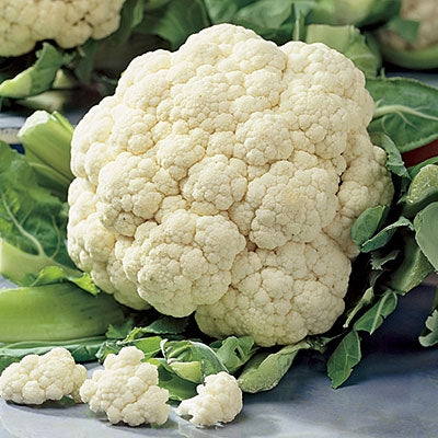 CAULIFLOWER 'Snowball'
