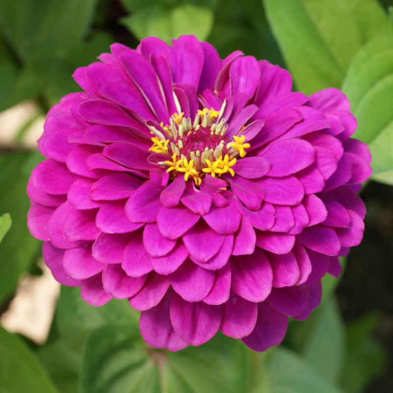 ZINNIA 'Purple Prince'