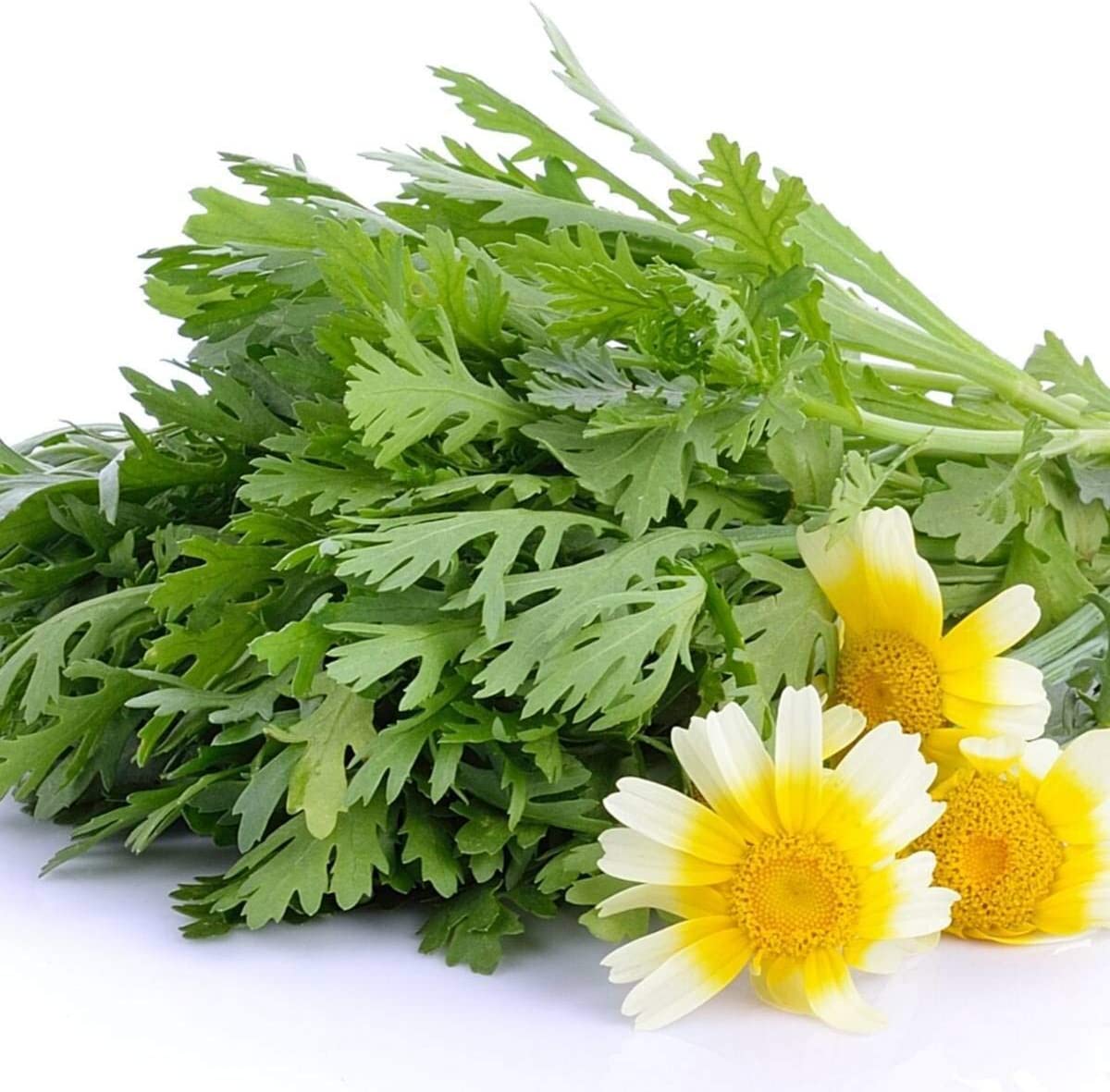 ASIAN GREENS 'Garland Serrated Chrysanthemum'