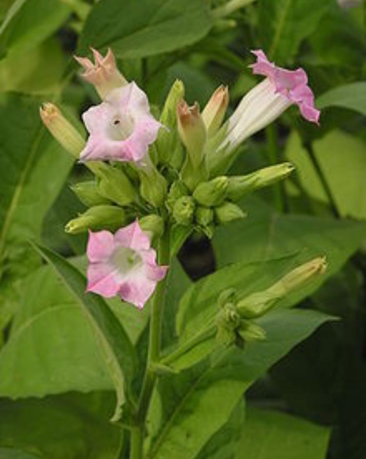 TOBACCO 'Havana 608' --Nicotiana tabacum--