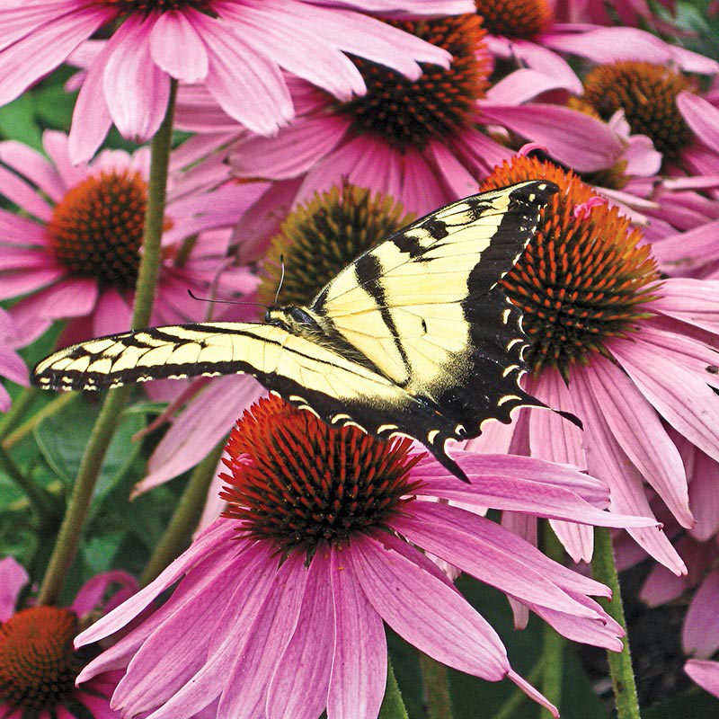 CONEFLOWER 'Eastern Purple' --Echinacea purpurea--