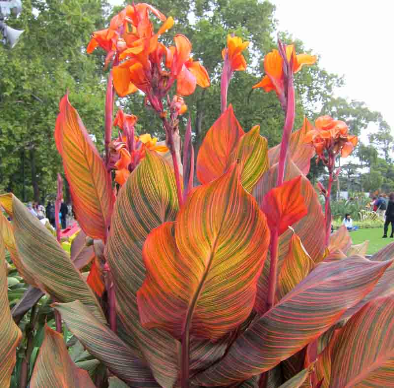 Canna x generalis 'Phasion'