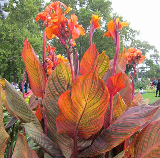 Canna x generalis 'Phasion'