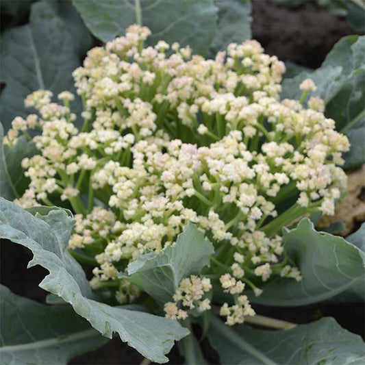 CAULIFLOWER 'Fioretto 70'