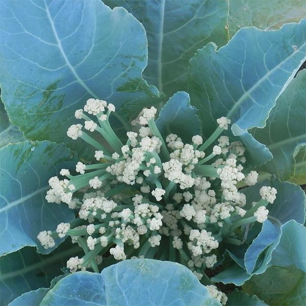 CAULIFLOWER 'Fioretto 70'