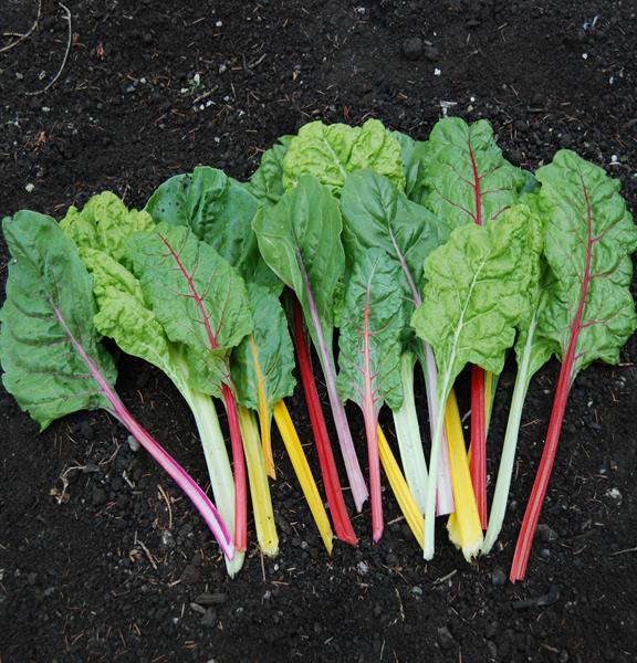 CHARD 'Aurora Formula Mix'