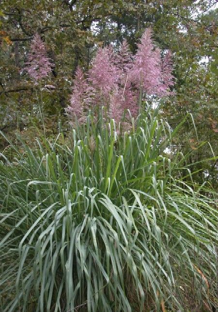 SUGAR CANE 'Hardy' --Saccharum arundinaceum--