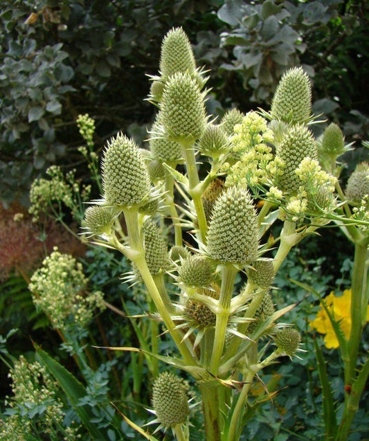 Eryngium agavifolium --Agave-Leaf Sea Holly--