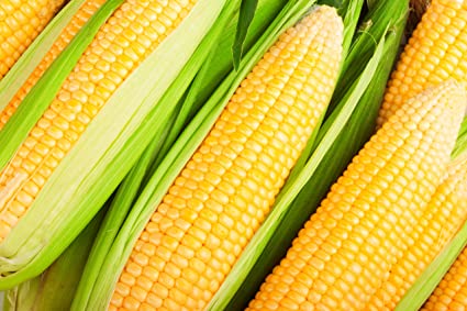 SWEET CORN 'Kandy Korn'