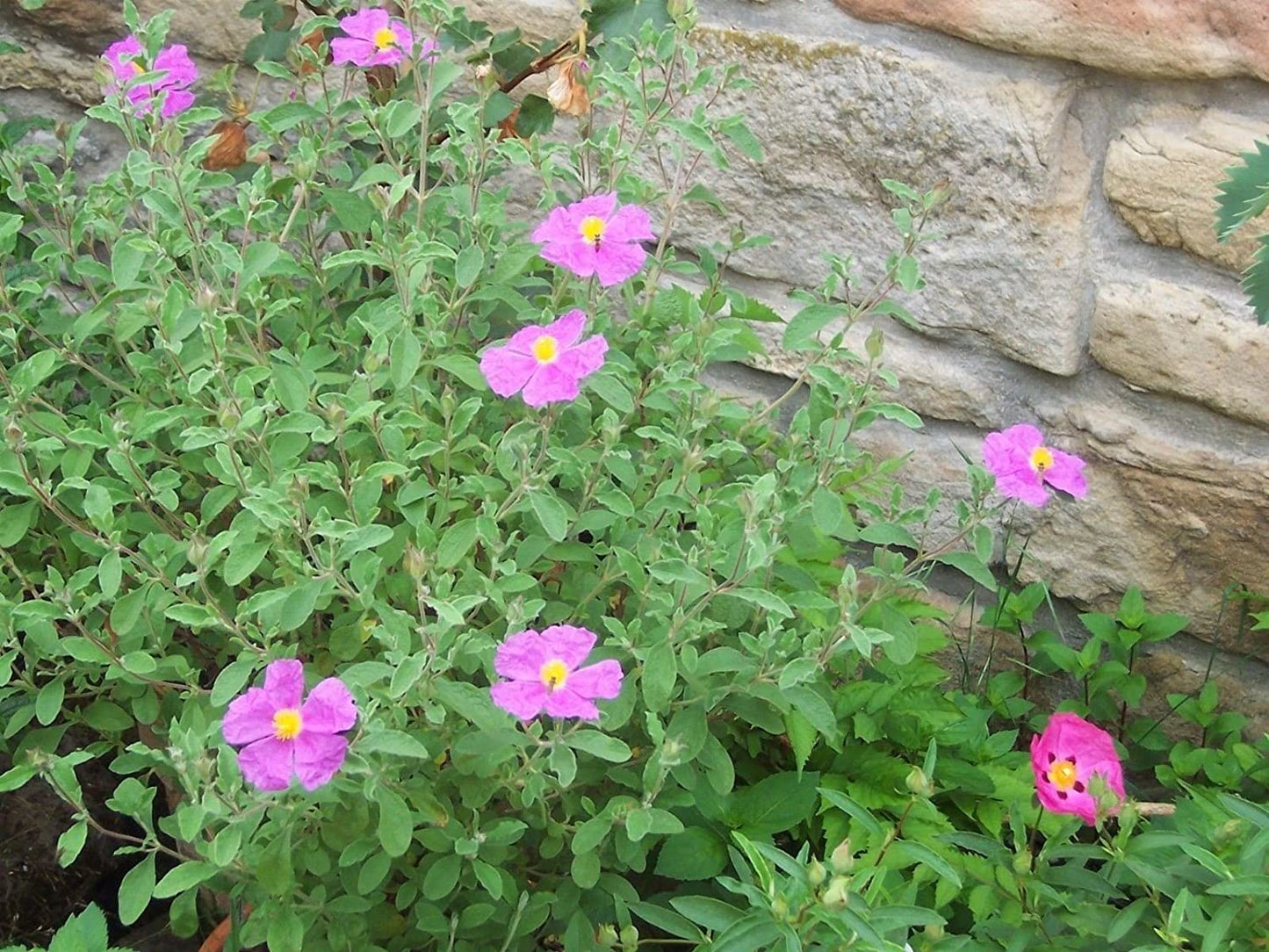 ROCK ROSE 'Tauric' --Cistus incanus tauricus--