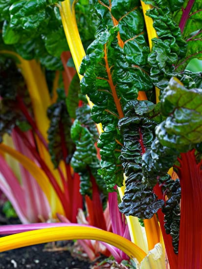 CHARD 'Four Star'