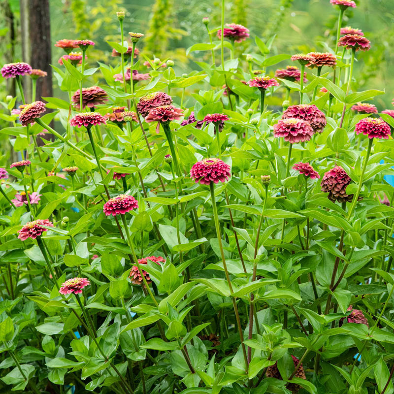 ZINNIA 'Queeny Lime'