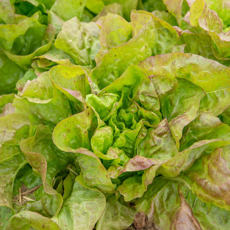 LETTUCE 'Blushed Butter Cos'