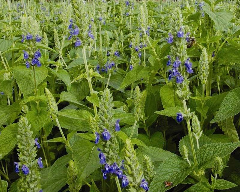 salvia hispanica seeds for planting CHIA --Salvia hispanica--