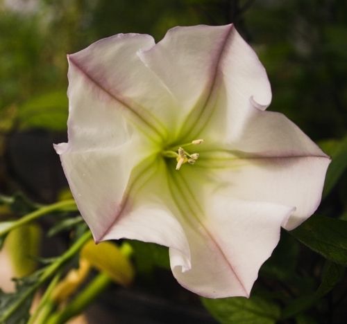 DEVIL'S TRUMPET 'Torna Loco' --Datura ceratocaula--