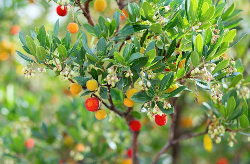STRAWBERRY TREE --Arbutus unedo 'Compacta'--