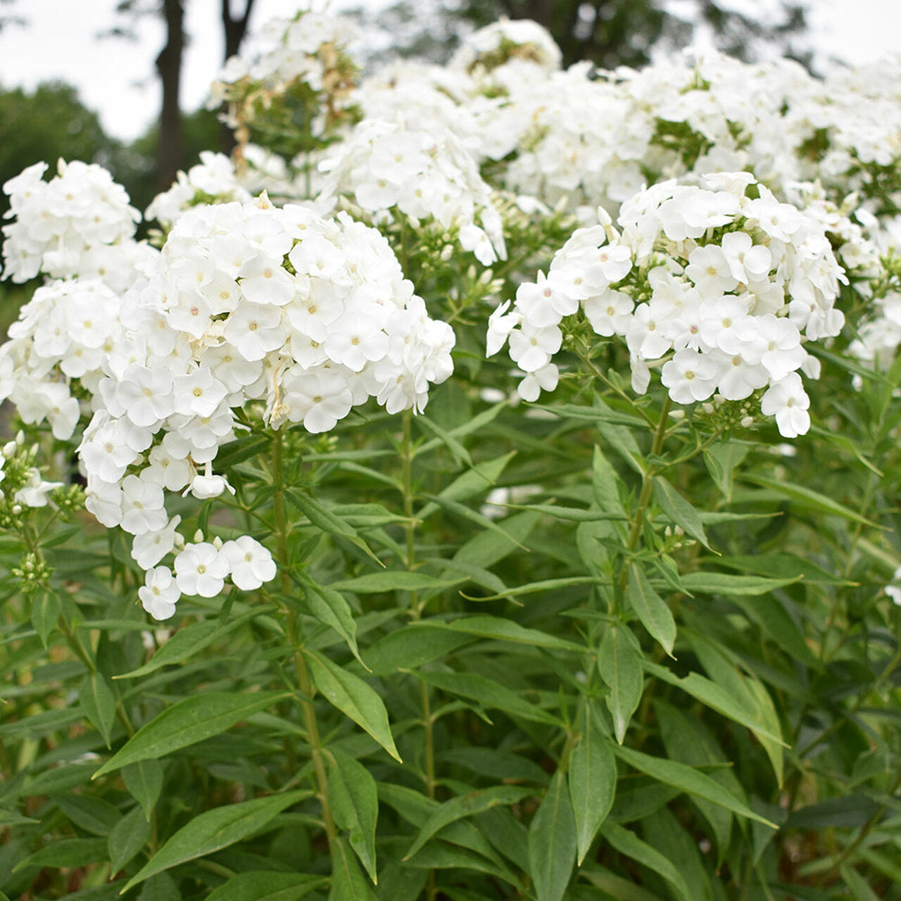 Phlox paniculata --David Phlox--