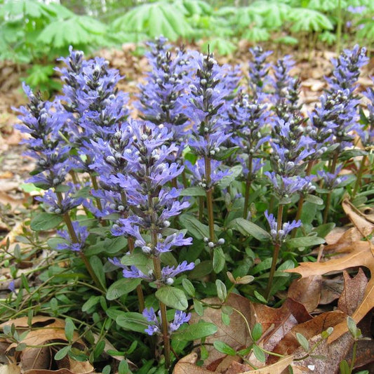 Ajuga Reptans --Chocolate Chip Bugleweed--