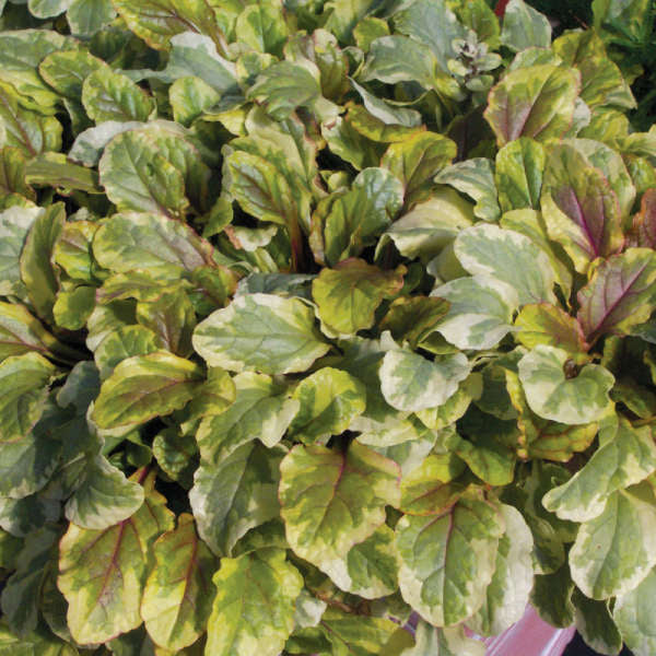 Ajuga Reptans --Golden Glow Bugleweed--