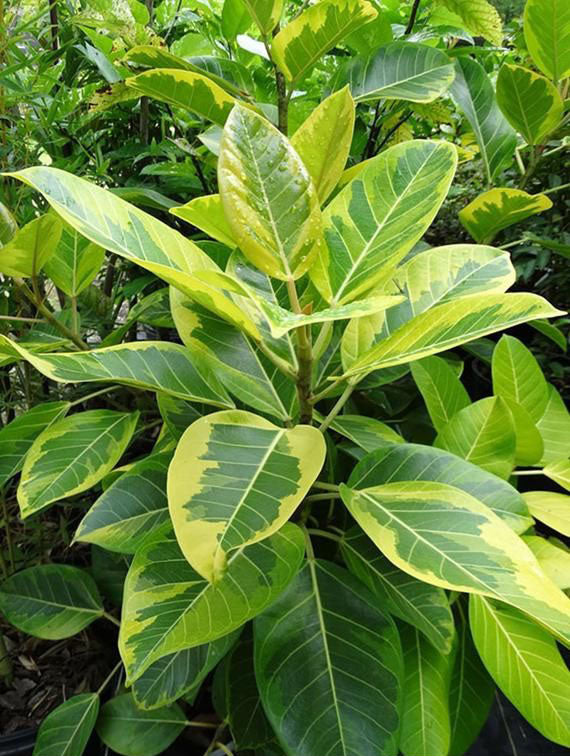 Ficus altissima 'Variegata' --Golden Council Tree--
