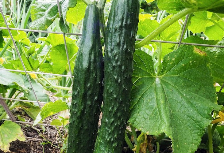 CUCUMBER 'Suyo Long'