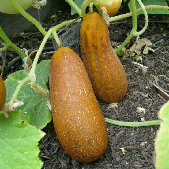 CUCUMBER 'Poona Kheera'